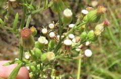 Erigeron bonariensis