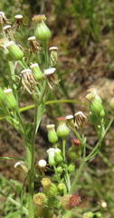Erigeron bonariensis