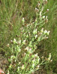 Erigeron bonariensis