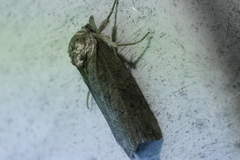 Nycteola asiatica