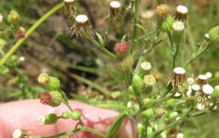 Erigeron bonariensis