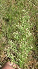Erigeron bonariensis