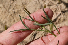 Indigofera venusta