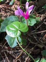 Cyclamen repandum