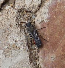 Stenomutilla eurydice