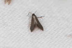 Schreckensteinia erythriella