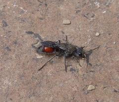 Stenomutilla eurydice