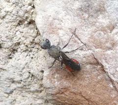 Stenomutilla eurydice