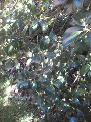 Ilex aquifolium