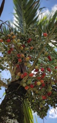 Adonidia