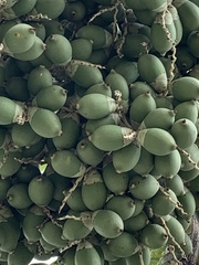 Adonidia