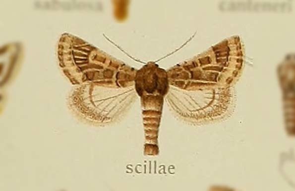 Episema scillae