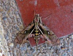 Hemeroplanes ornatus