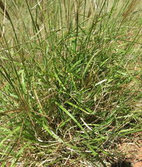 Chloris gayana