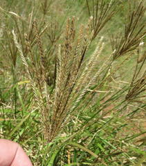 Chloris gayana
