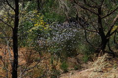 Wahlenbergia obovata