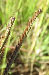 Eustachys paspaloides