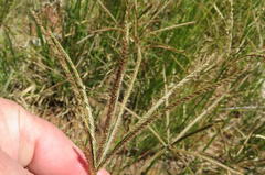 Eustachys paspaloides