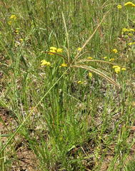 Eustachys paspaloides