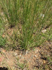 Eustachys paspaloides