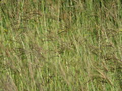 Eustachys paspaloides