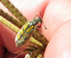 Hycleus holosericeus