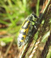 Hycleus holosericeus