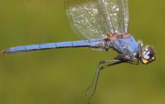 Trithemis dorsalis