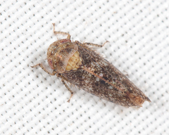 Paraphlepsius collitus