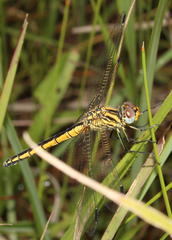 Trithemis dorsalis
