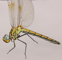 Trithemis dorsalis