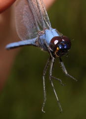 Trithemis dorsalis