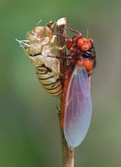 Huechys sanguinea