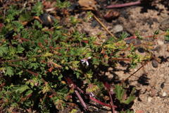 Pelargonium althaeoides