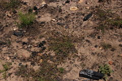 Pelargonium althaeoides