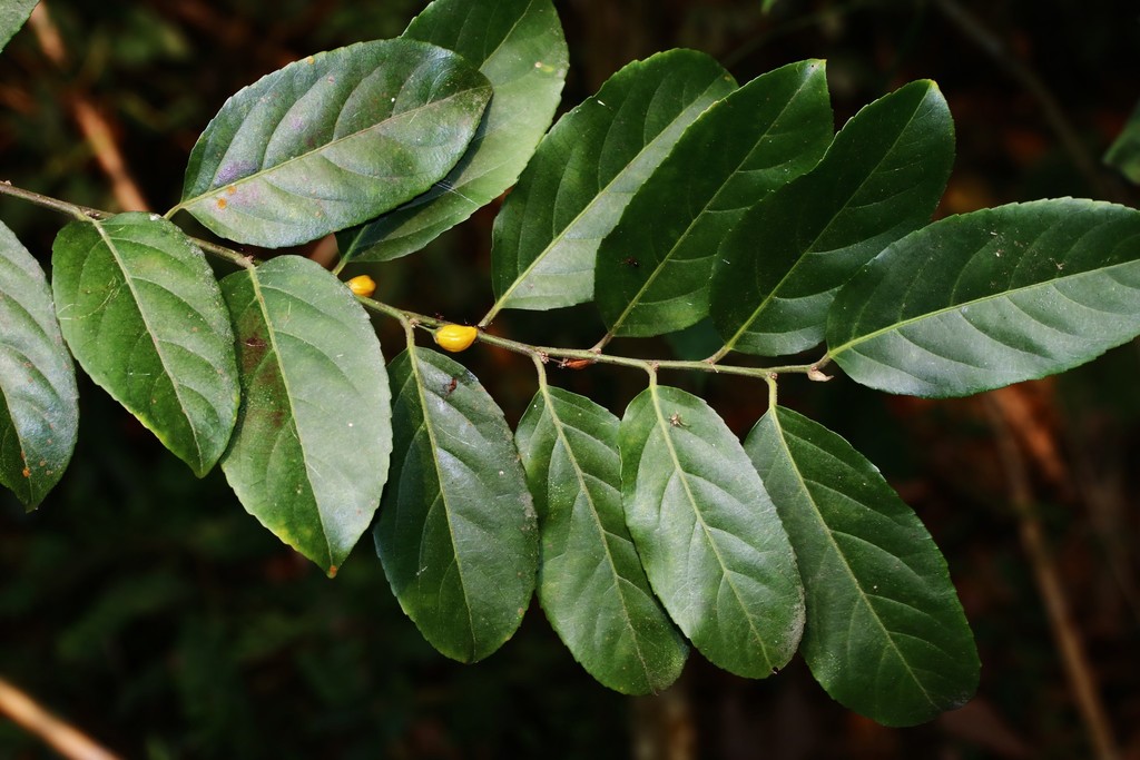 Casearia glomerata