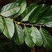 Casearia glomerata - Photo (c) 方伊琳(阿鈣),  זכויות יוצרים חלקיות (CC BY-NC), הועלה על ידי 方伊琳(阿鈣)