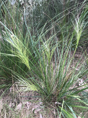 Austrostipa scabra falcata