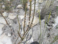 Struthiola salteri