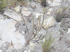Struthiola salteri