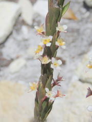 Struthiola salteri