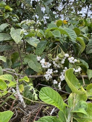 Tournefortia rufosericea