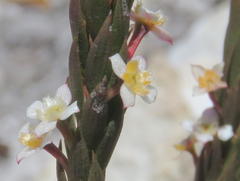 Struthiola salteri