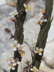Struthiola salteri