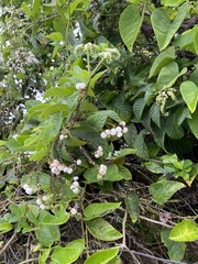 Tournefortia rufosericea