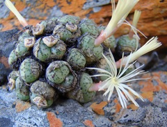 Conophytum ficiforme