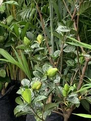 Magnoliopsida