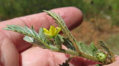 Tribulus terrestris