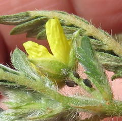 Tribulus terrestris