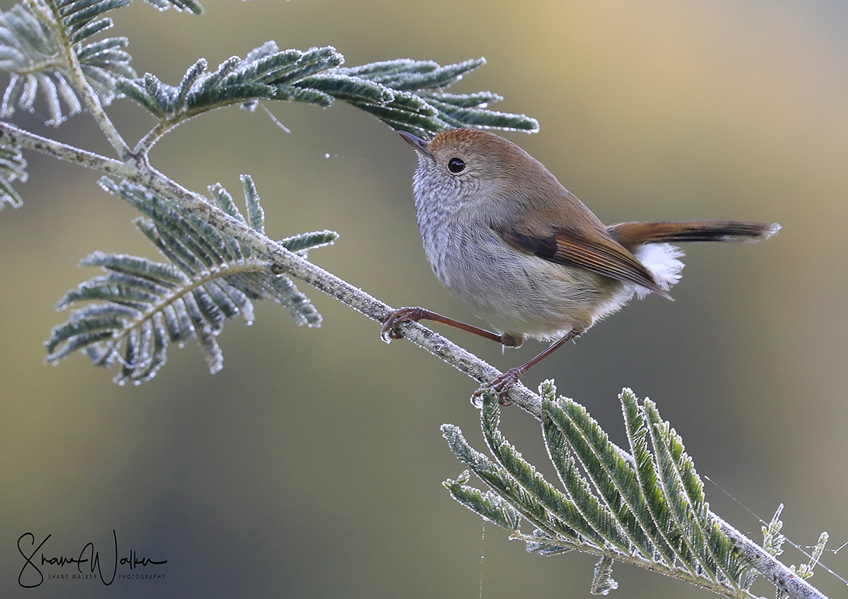 Tasmanian Thornbill illustration